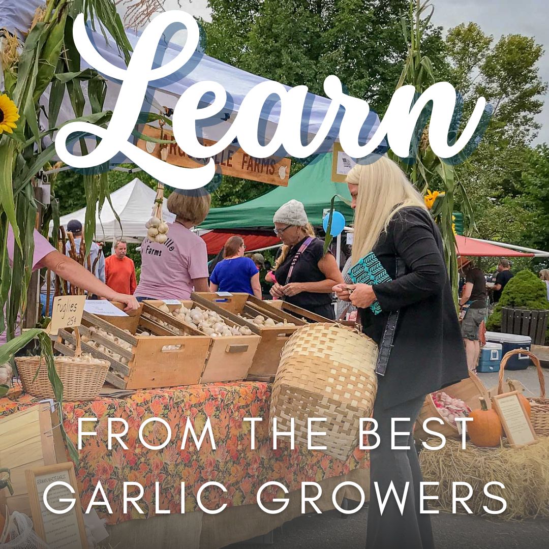 Learn from garlic growers-4